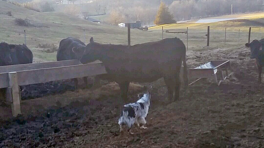 Submitted by Rodney Mendenhall